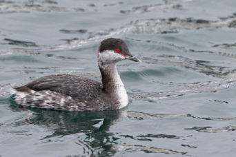 A different Grebe