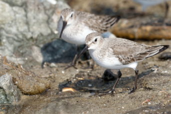 Some more Dunlin