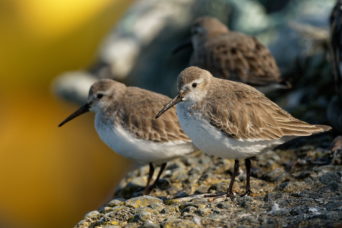Odd place to see a Dunlin