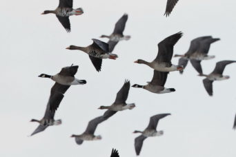 White-fronted Geese and Cackling Geese