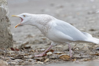 An angry Gull