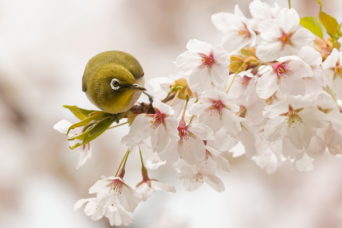 More birds in the blossoms