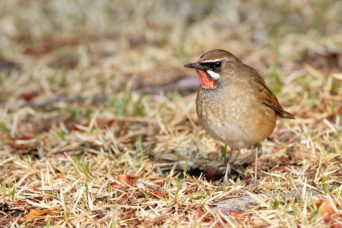 Another Rubythroat