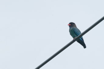 A rare bird on a wire