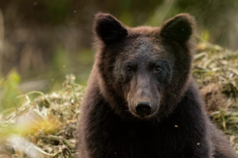 A Bear Portrait