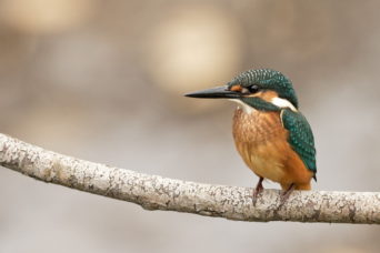 A tame Kingfisher