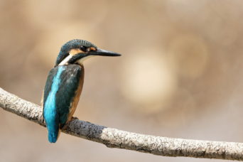 More of the Kingfisher