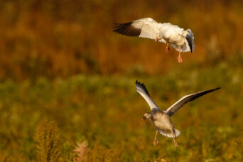 Autumnal Snow Geese