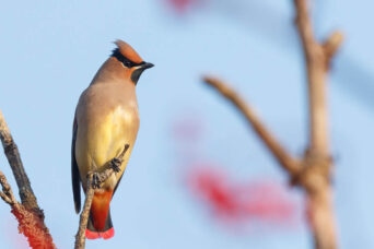 Some more early Waxwings