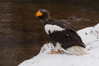 An eagle in the snow