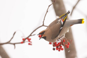 More Sunday Waxwings