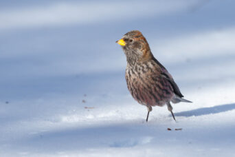 A winter bird on a wintry day