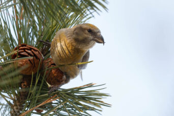 Some Crossbills on a windy cape