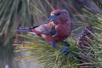 Some late Crossbills
