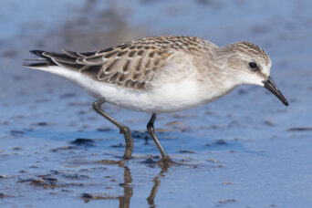 And more Stints