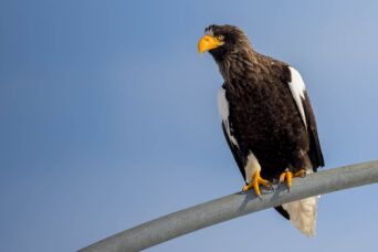 More lamp post eagles