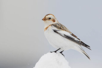 Last of the Snow Bunting batch