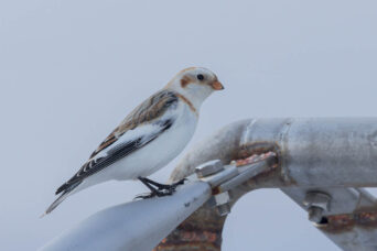 Snow Bunting in the gloom