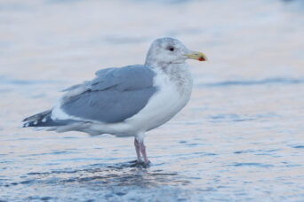 Another classic winter gull