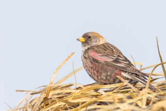 More Rosy Finches