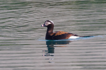 Long tailed Duck