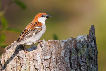 Russet Sparrow even lower