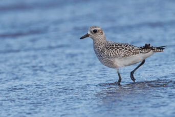 Another plover...