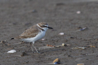 Some Plovers...