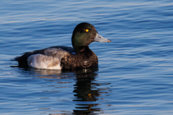 Great Scaup