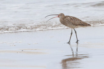 Some more of the Curlew