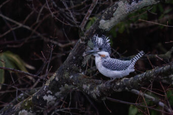A Crested Kingfisher