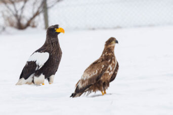 Steller’s and White-tailed Sea Eagles